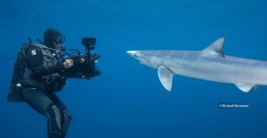HH Blue Shark 8-3-2012