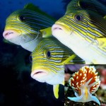 Versatile Fish