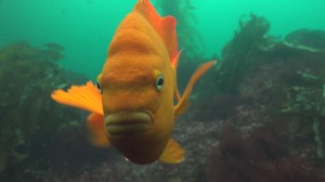 GaribaldiOrig