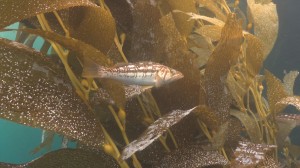 Kelp Bass