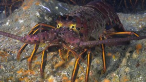 Lobster