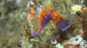 Spanish Shawl 1