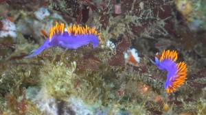 Spanish Shawl 2