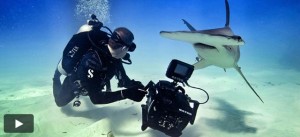 RED Shark Week