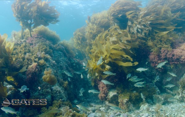 ARRI ALEXA Mini & Gates MINI Housing — Initial Field Tests