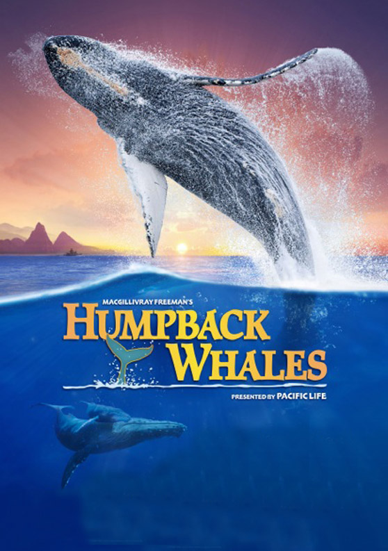 060 Humpback Whales MFF