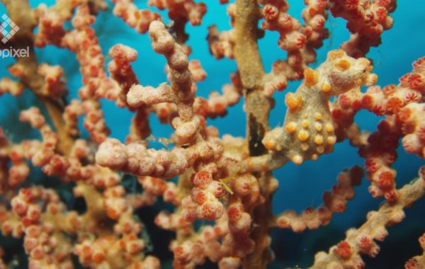 Pigmy Seahorse w/Laowa Probe Lens – BIOPIXEL